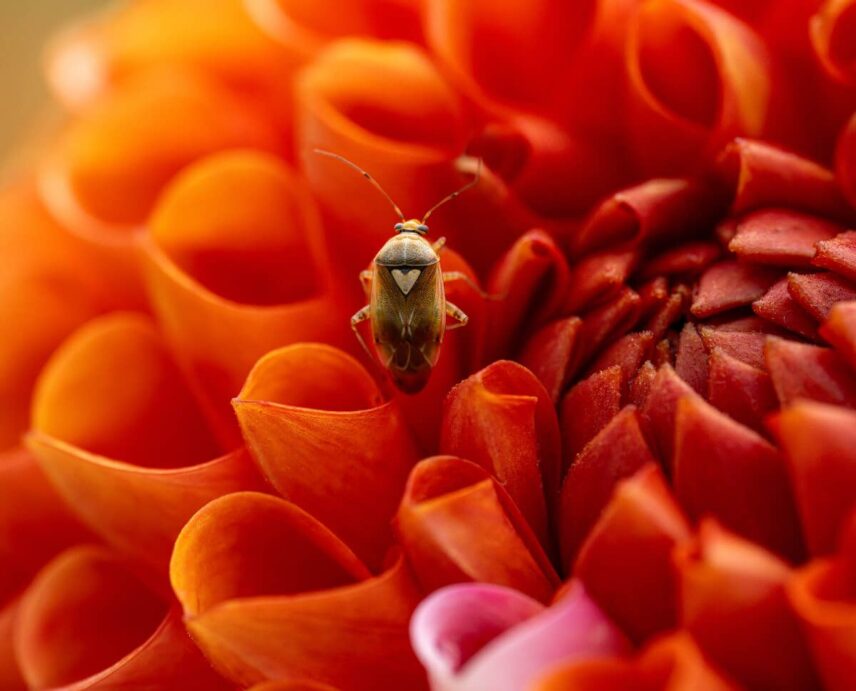 Uus Sony 100 mm G Master makroobjektiiv avab täiesti uue detailitaseme